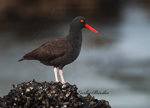 Hematopus bachmani  BLACK OYSTERCATCHER8020473 z