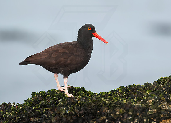 Hematopus bachmani  BLACK OYSTERCATCHER8020478 z
