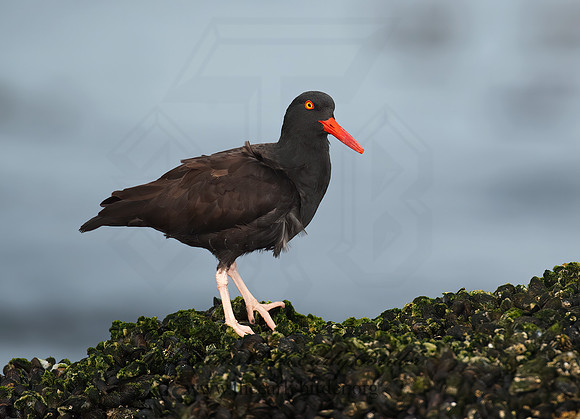 Hematopus bachmani  BLACK OYSTERCATCHER8020479 z