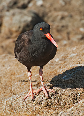 Hematopus bachmani  BLACK OYSTERCATCHER8020550 z