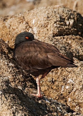 Hematopus bachmani  BLACK OYSTERCATCHER8020555 z