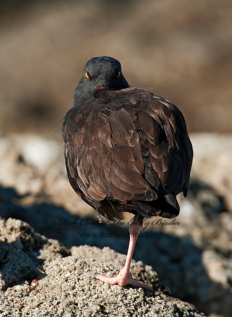 Hematopus bachmani  BLACK OYSTERCATCHER8020573 z