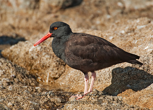 Hematopus bachmani  BLACK OYSTERCATCHER8020553 z