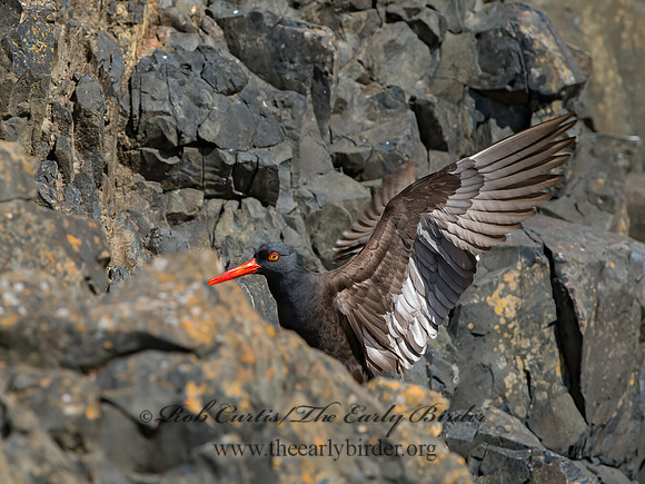 Hematopus bachmani  BLACK OYSTERCATCHER  9059840z