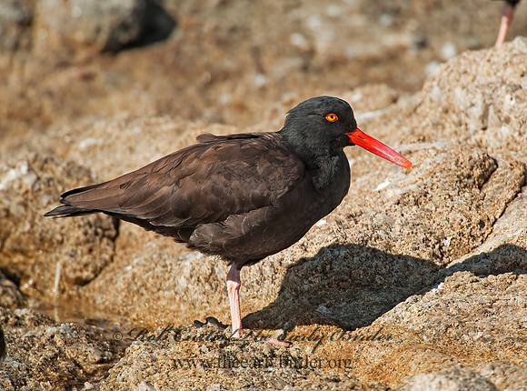 Hematopus bachmani  BLACK OYSTERCATCHER8020557 z