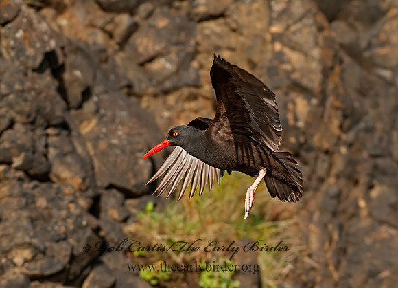 Hematopus bachmani  BLACK OYSTERCATCHER 8037363z