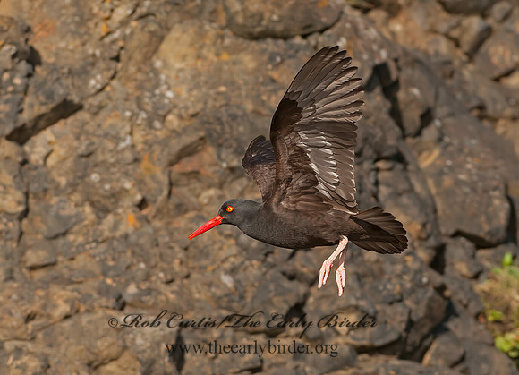 Hematopus bachmani  BLACK OYSTERCATCHER 8037364z