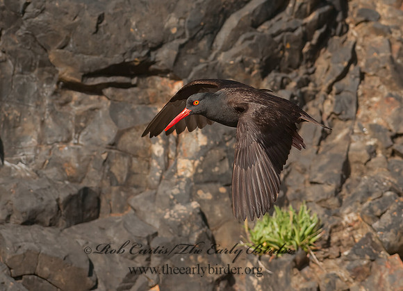 Hematopus bachmani  BLACK OYSTERCATCHER 8037365z
