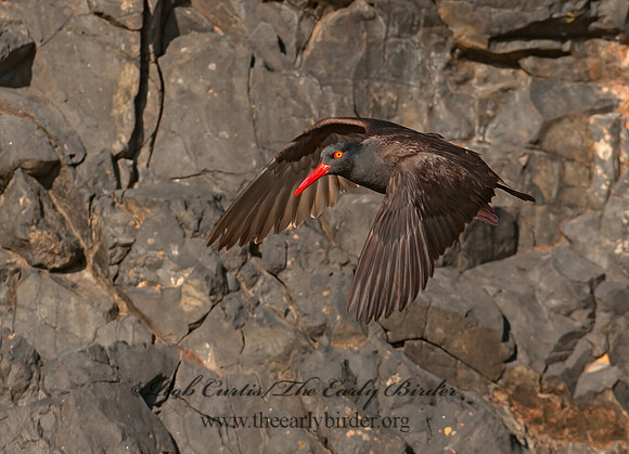 Hematopus bachmani  BLACK OYSTERCATCHER 8037366z