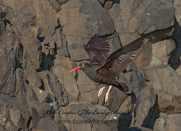 Hematopus bachmani  BLACK OYSTERCATCHER 8037407z