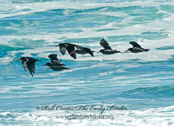 Hematopus bachmani  BLACK OYSTERCATCHER8020610 z