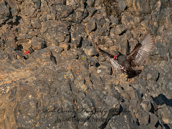 Hematopus bachmani  BLACK OYSTERCATCHER 8037409z