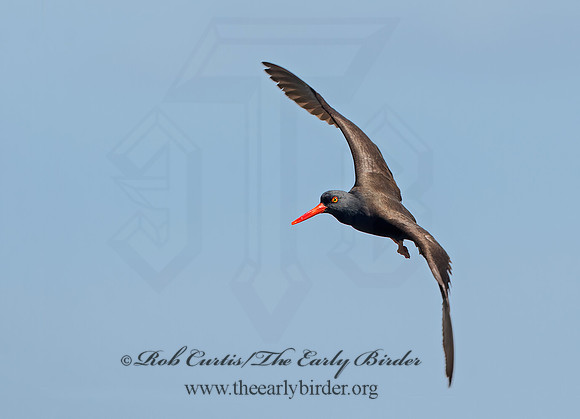 Hematopus bachmani  BLACK OYSTERCATCHER  9059838z