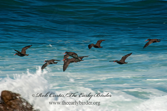 Hematopus bachmani  BLACK OYSTERCATCHER8020609 z