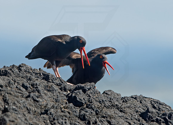 Hematopus bachmani  BLACK OYSTERCATCHER  9059993z