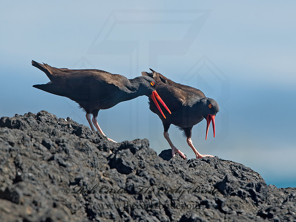 Hematopus bachmani  BLACK OYSTERCATCHER  9059995z
