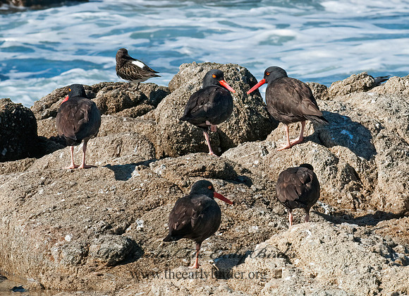 Hematopus bachmani  BLACK OYSTERCATCHER7017627 z