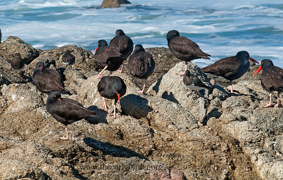 Hematopus bachmani  BLACK OYSTERCATCHER7017628 z