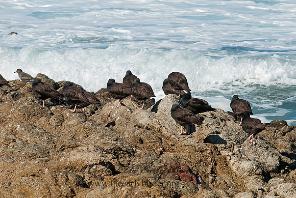 Hematopus bachmani  BLACK OYSTERCATCHER7017629 z