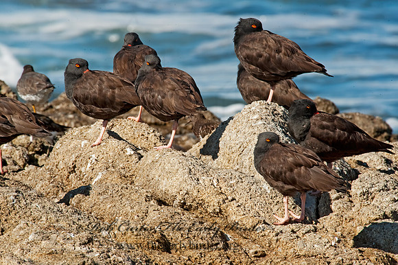 Hematopus bachmani  BLACK OYSTERCATCHER8020608 z