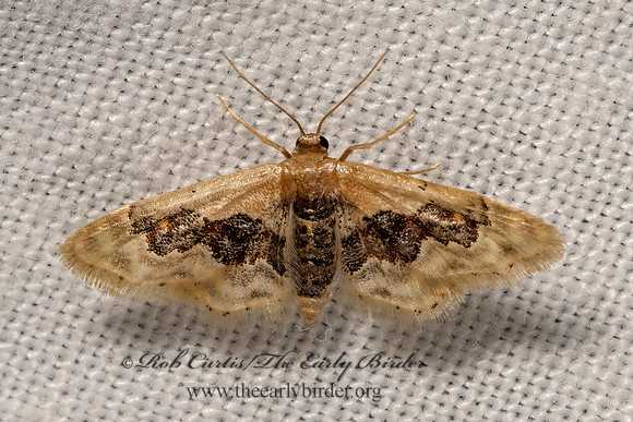 Idaea gemmata or occidentaria  STERRHINI GEOMETER 3040173z