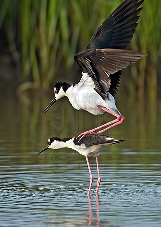 Himantopus mexicanus  BLACK-NECKED STILT 7004142z