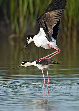Himantopus mexicanus  BLACK-NECKED STILT 7004141z
