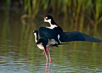 Himantopus mexicanus BLACK-NECKED STILT 7004143z