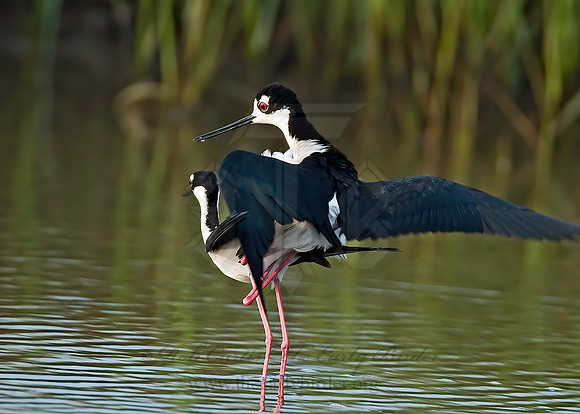 Himantopus mexicanus  BLACK-NECKED STILT 7004143z