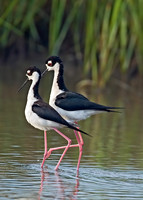Himantopus mexicanus BLACK-NECKED STILT 7004149z