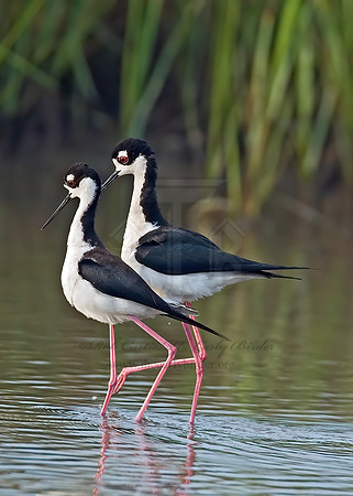 Himantopus mexicanus  BLACK-NECKED STILT 7004149z