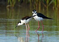 Himantopus mexicanus BLACK-NECKED STILT 7004140z