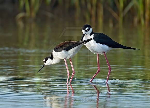 Himantopus mexicanus  BLACK-NECKED STILT 7004140z