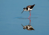 Himantopus mexicanus BLACK-NECKED STILT 8036010z