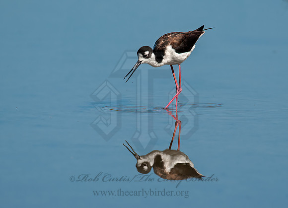 Himantopus mexicanus  BLACK-NECKED STILT 8036010z