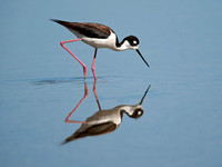 Himantopus mexicanus BLACK-NECKED STILT 8036006z
