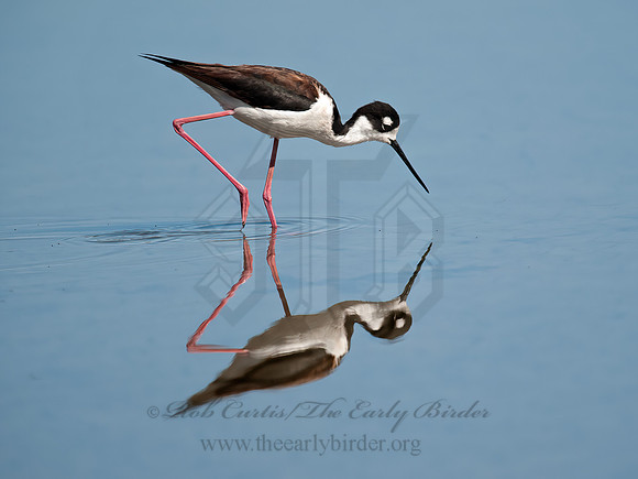 Himantopus mexicanus  BLACK-NECKED STILT 8036006z