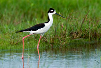 Himantopus mexicanus BLACK-NECKED STILT 7003127z