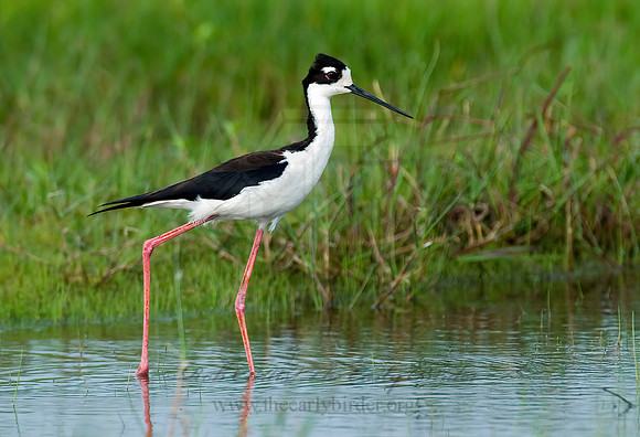 Himantopus mexicanus  BLACK-NECKED STILT 7003127z