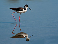 Himantopus mexicanus BLACK-NECKED STILT 8036009z