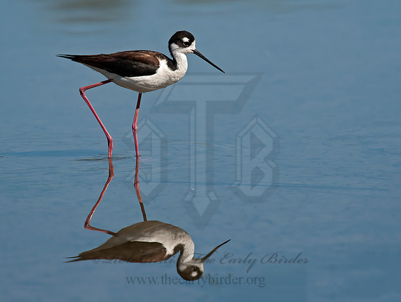 Himantopus mexicanus  BLACK-NECKED STILT 8036009z