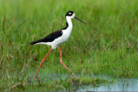 Himantopus mexicanus BLACK-NECKED STILT 7003126z