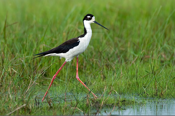 Himantopus mexicanus  BLACK-NECKED STILT 7003126z