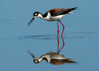 Himantopus mexicanus BLACK-NECKED STILT 8036013z