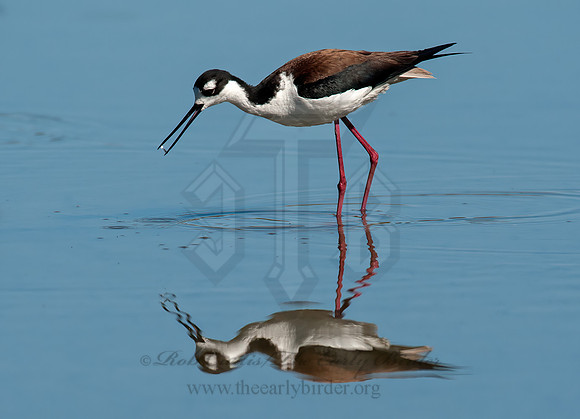 Himantopus mexicanus  BLACK-NECKED STILT 8036013z