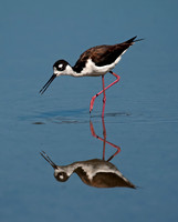 Himantopus mexicanus BLACK-NECKED STILT 8036021z