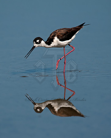 Himantopus mexicanus  BLACK-NECKED STILT 8036021z