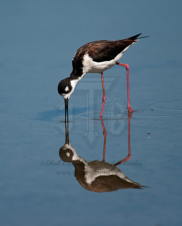 Himantopus mexicanus  BLACK-NECKED STILT 8036022z