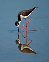 Himantopus mexicanus BLACK-NECKED STILT 8036023z