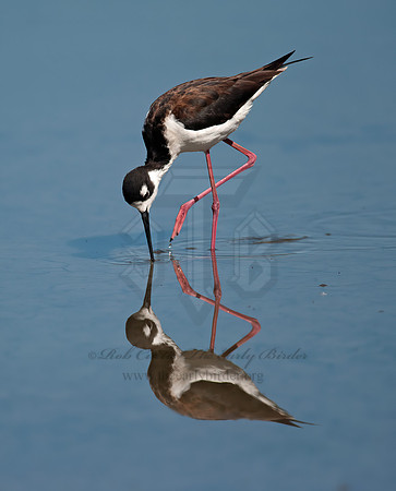 Himantopus mexicanus  BLACK-NECKED STILT 8036023z